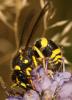 Ancistrocerus sp.
